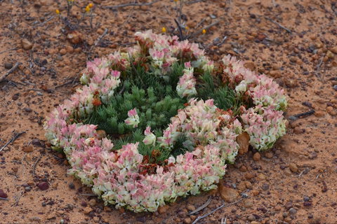 Coorow Wreath Flowers - Holiday Sunshine Coast 0