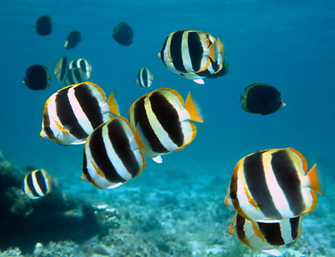 Erscott's Hole - Holiday Sunshine Coast 1