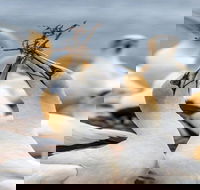 Gannets in Portland
