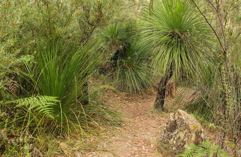 Grass Tree Circuit - Holiday Sunshine Coast 0