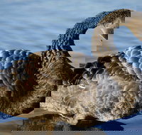 Lake Monger - Sunshine Coast Tourism