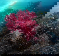 Luncheon Bay Dive Site - Sunshine Coast Tourism