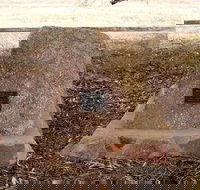 May Gibbs Tree - Sunshine Coast Tourism