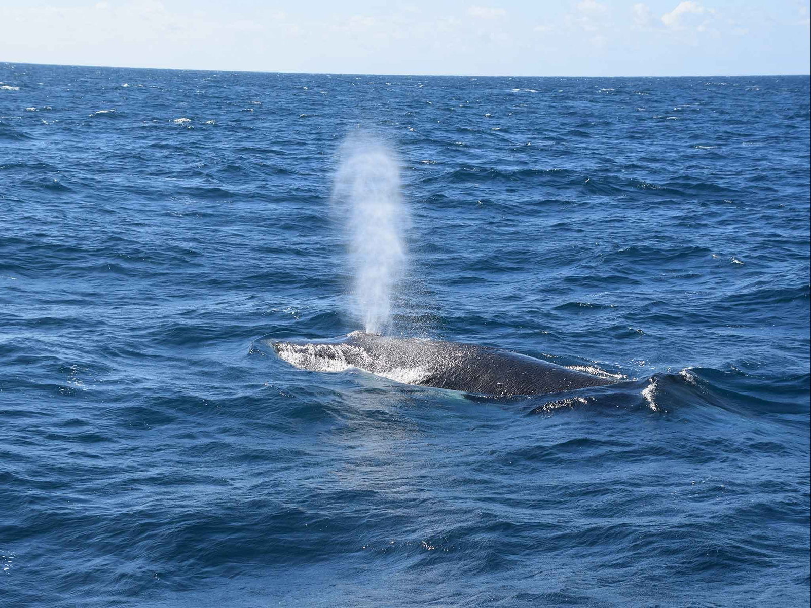 Minyama QLD Sunshine Coast Tourism