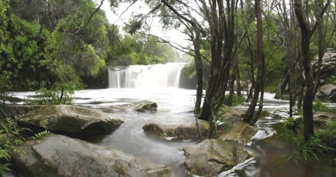 Nellies Glen Carrington Falls - Holiday Sunshine Coast 0
