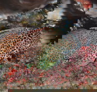 Nine Mile Reef Dive Site - Sunshine Coast Tourism