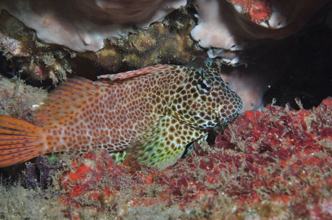 Nine Mile Reef Dive Site - Sunshine Coast Tourism 0