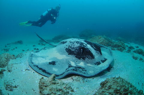 Nine Mile Reef Dive Site - Sunshine Coast Tourism 1