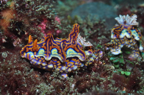 Nine Mile Reef Dive Site - Sunshine Coast Tourism 2