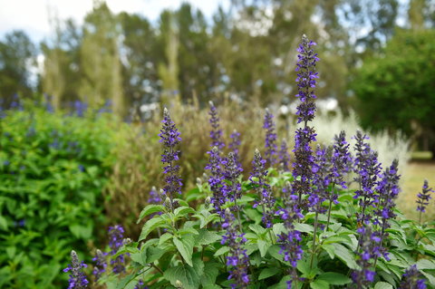 Picton Botanic Gardens - Holiday Sunshine Coast 1