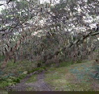 Pink Line and Loop Trail - Mountain Biking - Holiday Sunshine Coast