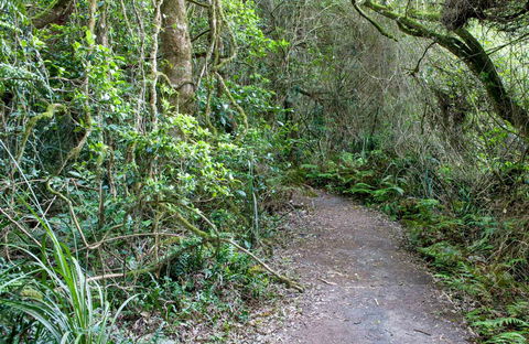 Rainforest Walking Track, Roberston Nature Reserve - Holiday Sunshine Coast 0