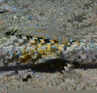 Shelving Beach Dive Site - Sunshine Coast Tourism