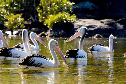 Snorkel Hat Head Creek - Sunshine Coast Tourism 2