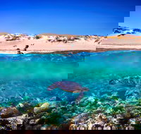 Snorkel the Ningaloo Reef - Sunshine Coast Tourism