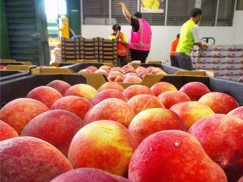 Sydney Produce Market - Holiday Sunshine Coast 0