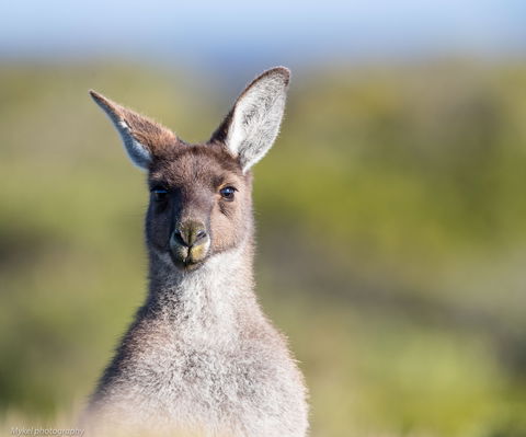 The Sole Walk At Hillocks Drive - Sunshine Coast Tourism 1