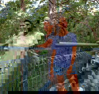 Valley of the Giants Tree Top Walk - Sunshine Coast Tourism