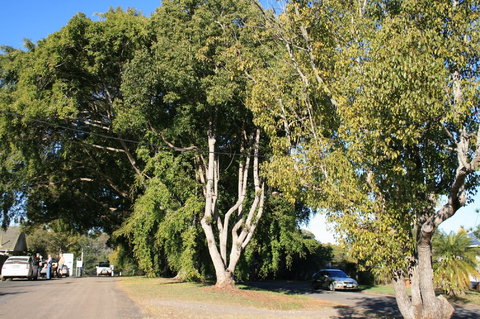 Anzac Avenue Memorial Trees, Beerburrum - Sunshine Coast Tourism 0