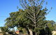 Anzac Avenue Memorial Trees, Beerburrum - thumb 1