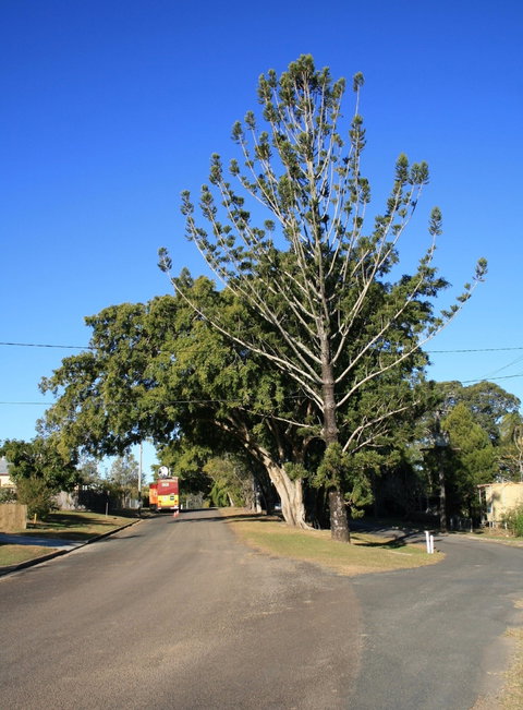 Anzac Avenue Memorial Trees, Beerburrum - Sunshine Coast Tourism 1