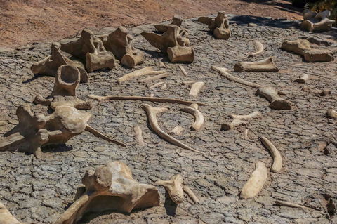 Australian Age Of Dinosaurs - Sunshine Coast Tourism 2