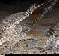 Bald Hill Walk - Cape Gantheaume Conservation Park - Holiday Sunshine Coast