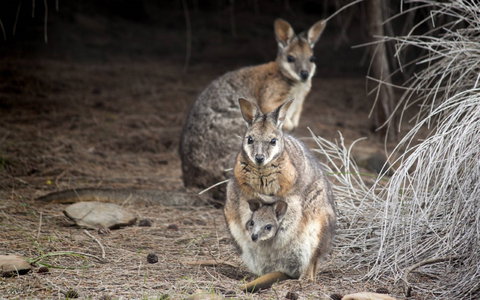 Bald Hill Walk - Cape Gantheaume Conservation Park - Holiday Sunshine Coast 0