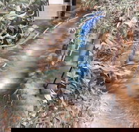 Barmah Forest Heritage and Education Centre - Nathalia - Sunshine Coast Tourism