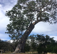 Bilston's Tree - Holiday Sunshine Coast