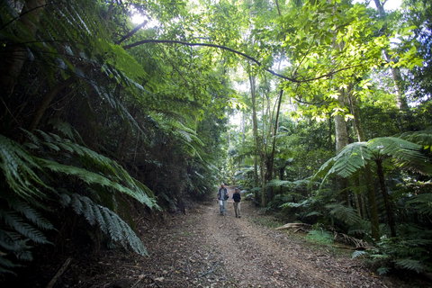 Booloumba Falls Walk, Conondale National Park - Holiday Sunshine Coast 2
