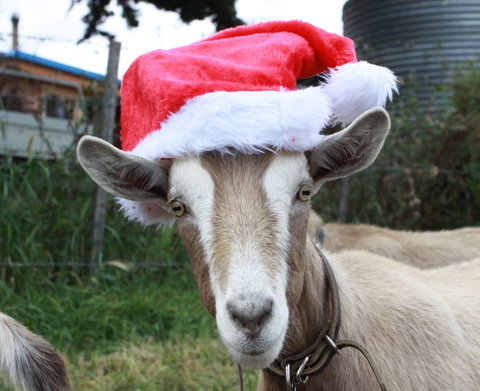 Bream Creek Farmers Market - Holiday Sunshine Coast 0