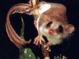 Carrowong Fauna Sanctuary - Sunshine Coast Tourism 0