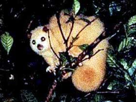 Carrowong Fauna Sanctuary - Sunshine Coast Tourism 1