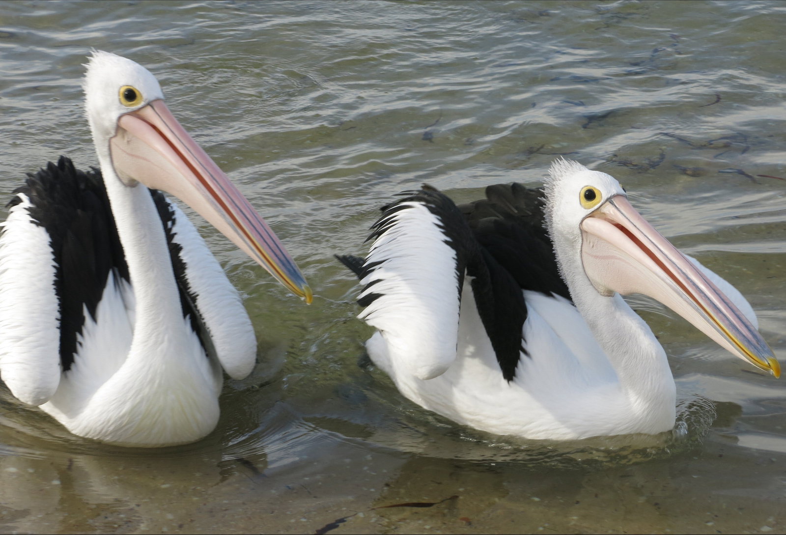 Chinaman Wells SA Sunshine Coast Tourism