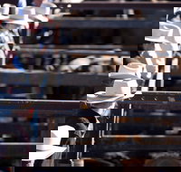 Dalby - Sunshine Coast Tourism