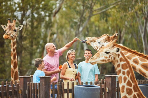 Dubbo - Sunshine Coast Tourism 0