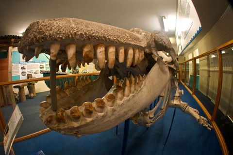 Eden Killer Whale Museum - Holiday Sunshine Coast 0