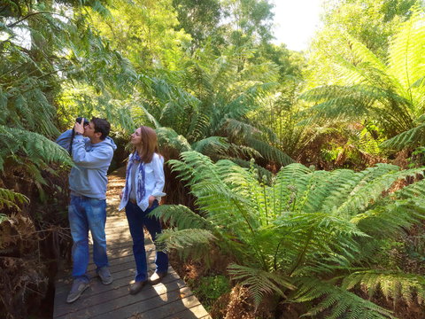 Endeavour Fern Gully Walks - Holiday Sunshine Coast 0