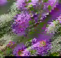 Ethel Daw Scenic Drive - Sunshine Coast Tourism