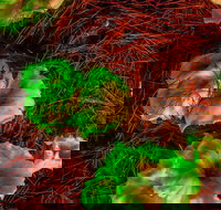 Ghost Mushroom Lane - Sunshine Coast Tourism