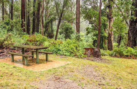 Goodenia Rainforest Picnic Area - Holiday Sunshine Coast 0