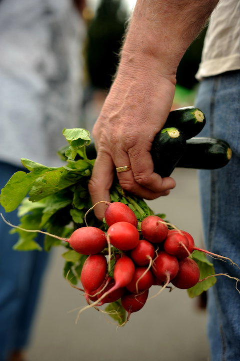 Harvest Launceston Community Farmers' Market - Sunshine Coast Tourism 1