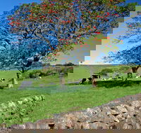 Historic Dry Stone Walls Kiama