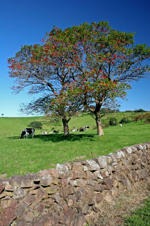 Historic Dry Stone Walls Kiama - Holiday Sunshine Coast 0