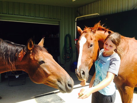 Iris Lodge Alpacas - Holiday Sunshine Coast 0