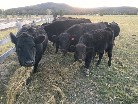 Iris Lodge Alpacas - Holiday Sunshine Coast 1