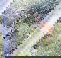 Kaiserstuhl Conservation Park - Sunshine Coast Tourism