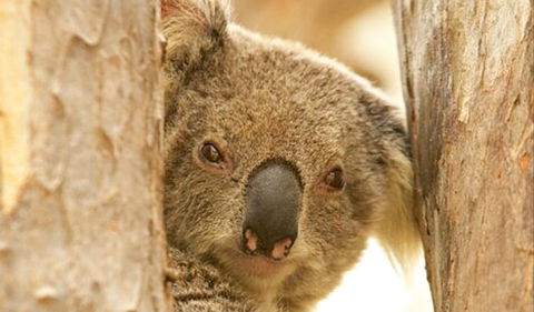 Koala Reserve - Sunshine Coast Tourism 0