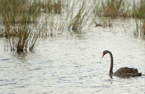 Little Llangothlin Picnic Area - Holiday Sunshine Coast 0